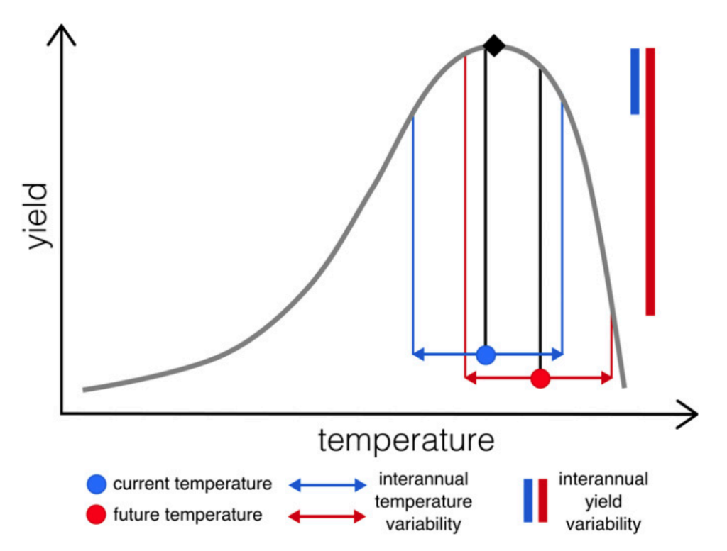 Schematic representation of temperature-yield relationship: in the absence of breeding for heat tolerance, an increase in mean temperature beyond the optimum temperature (♦) will lead to a decrease in mean yield and an increase in yield variability, assuming year-to-year temperature variability stays the same