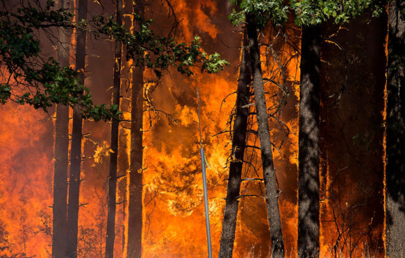 Wildfire at Buckhorn Summit, California, US. 30 July 2018.
