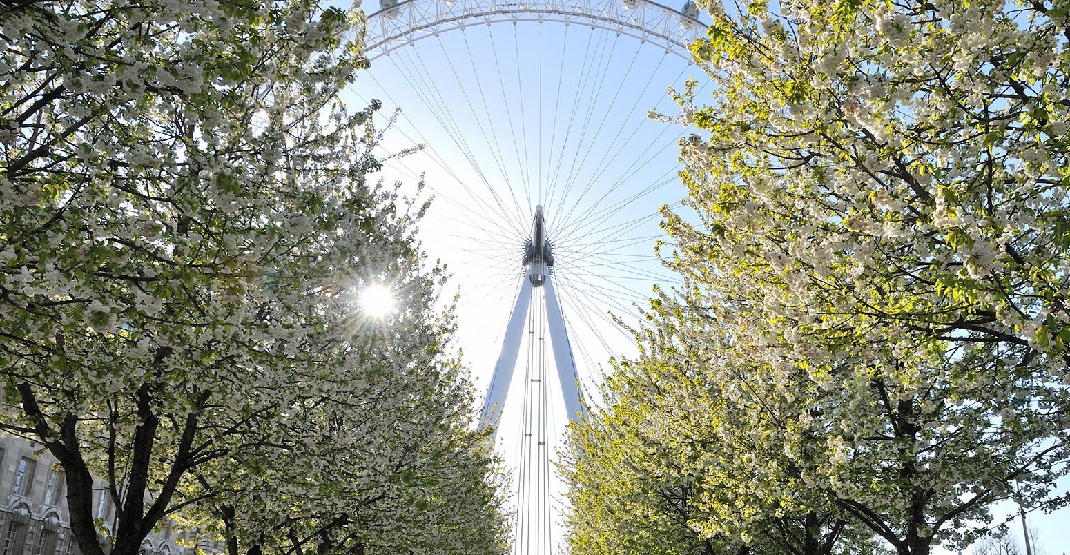 London Eye and blossom trees in spring. Credit: Richard Barnes / Alamy Stock Photo. D79E7B