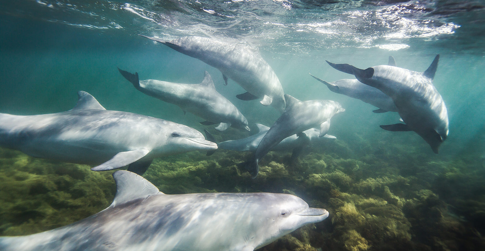 Bottlenose Dolphin (Tursiops Truncates). Credit: Brad Leue / Alamy Stock Photo.