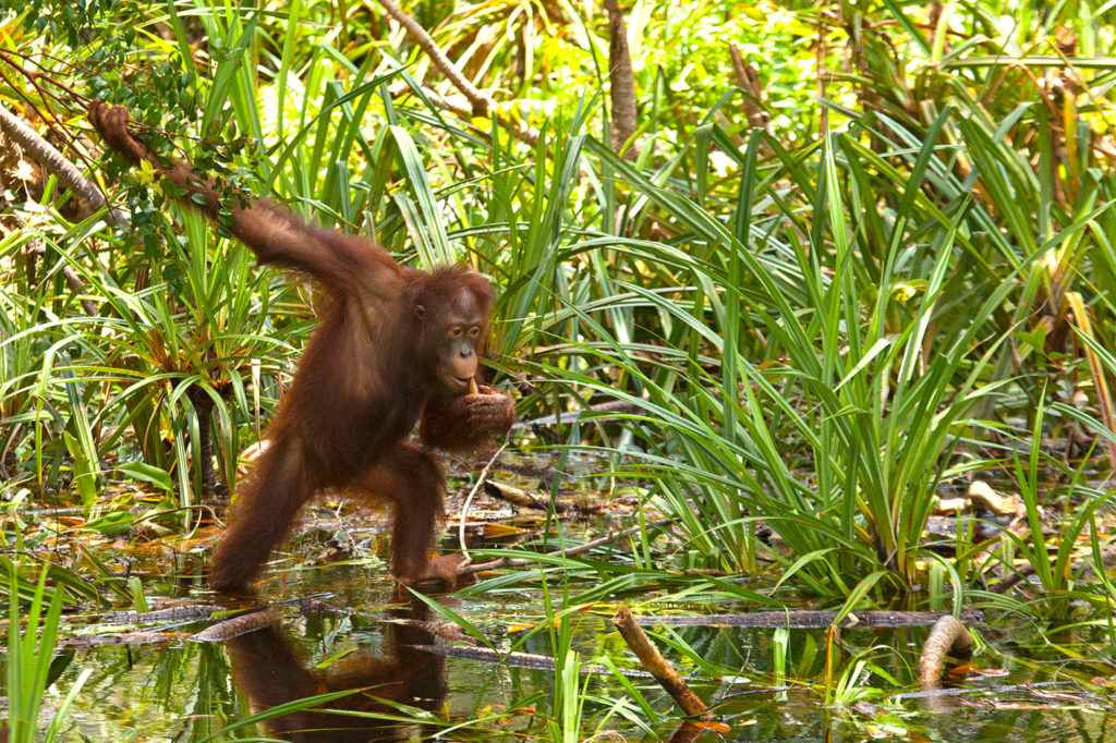A Bornean Orangutan feeds on aquatic plants in Tanjung Puting National Park, Central Kalimantan, Indonesia. Credit: Rosanne Tackaberry / Alamy Stock Photo. F72A16