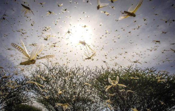 A desert locust swarm in Ololokwe, Kenya, 22 January 2020. Credit: FAO/Sven Torfinn.