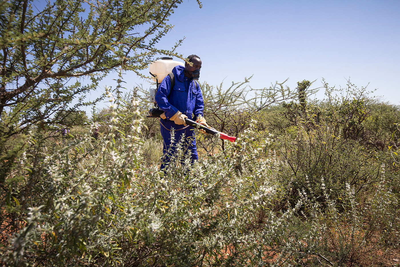 A government staff member of the Ethiopian ministry of Agriculture spraying against locusts in the Somali region of Ethiopia. Credit: FAO/Petterik Wiggers
