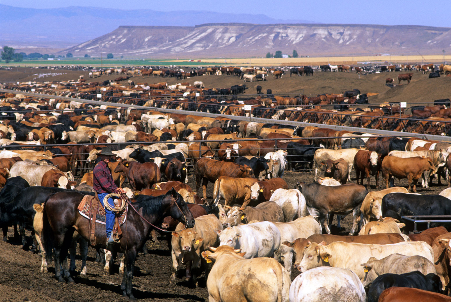 Cattle on a feedlot in Idaho