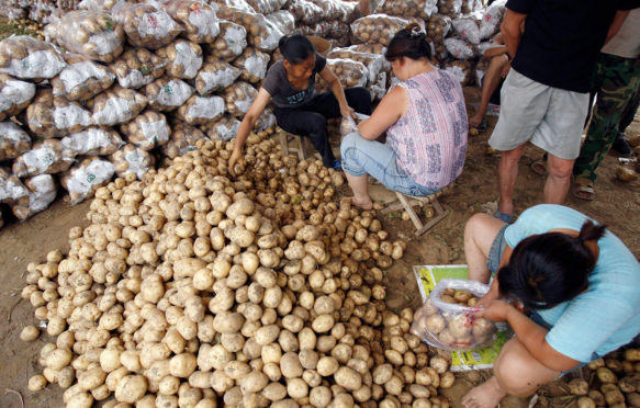 女性这种土豆packing at a market near Baoding, Hebei province, China. Credit: Reuters / Alamy Stock Photo.