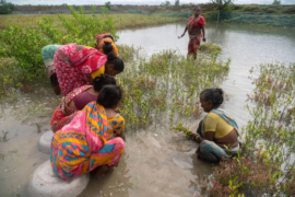 Women plant mangrove saplings in the riverside in the Sundarbans.