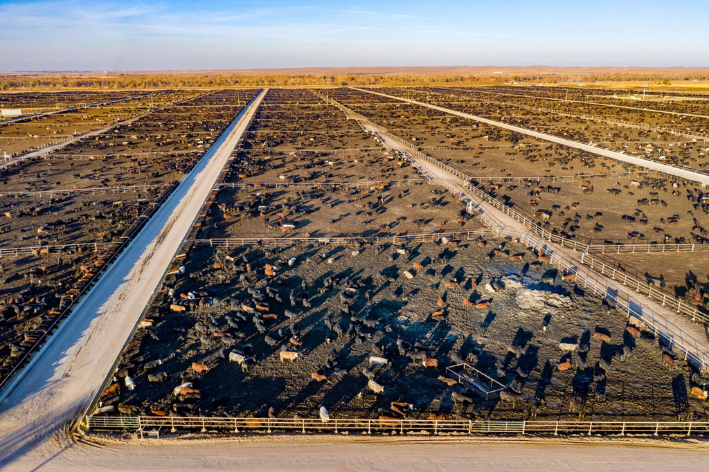 A cattle feedlot with 98,000 cattle in Colorado, United States