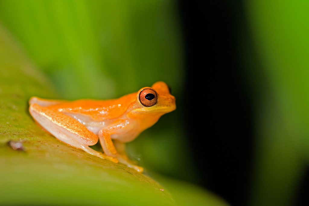 Golden Toad extinct on a leaf in Costa Rica