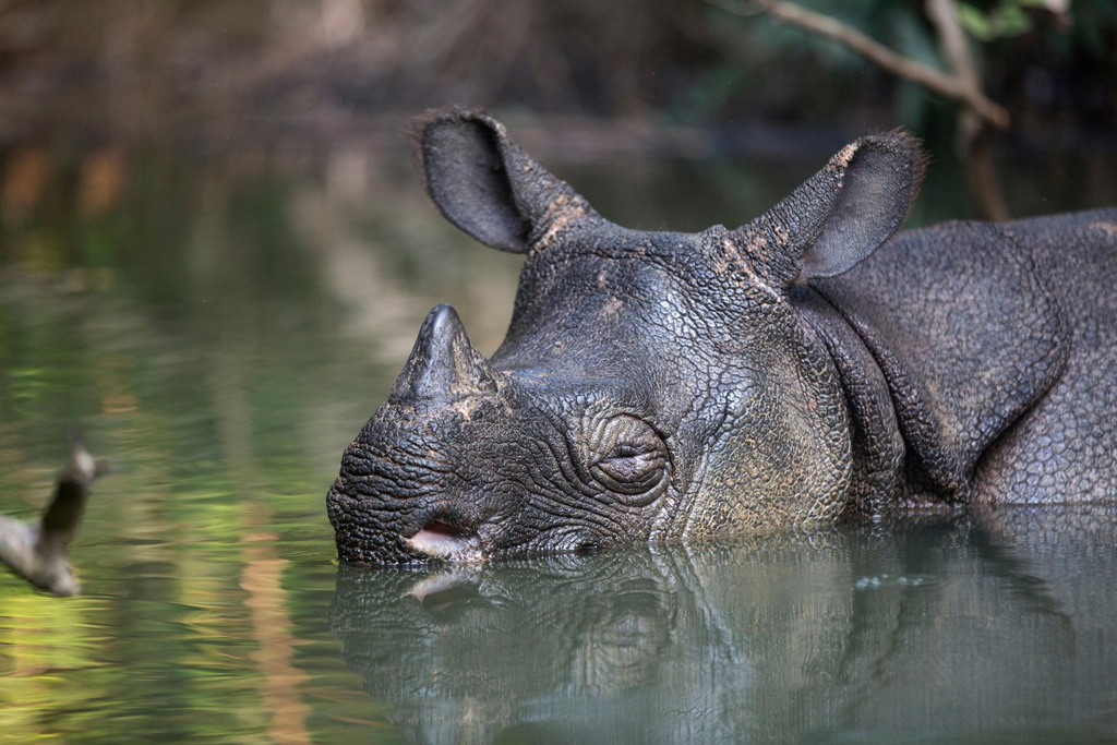 Javan Rhinoceros in a river in Ujung Kulon National Park, Indonesia
