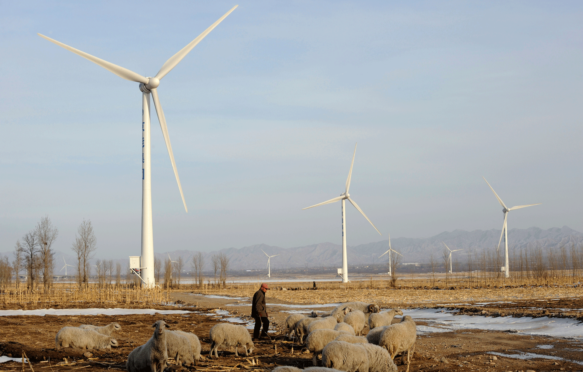 Farmer grazing their sheep in a wind farm in Hebei province, China