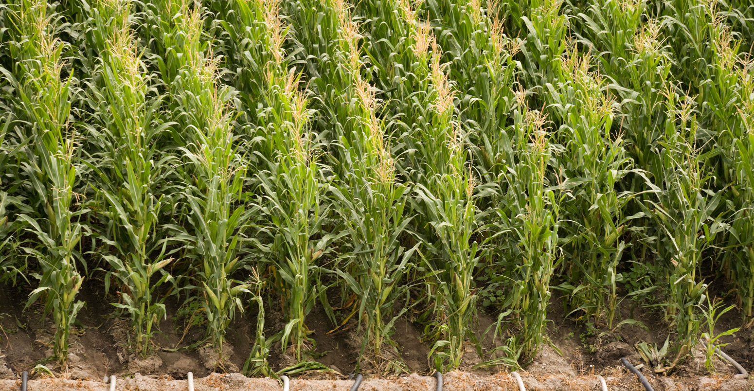 Maize field with irrigation in Nebraska, USA