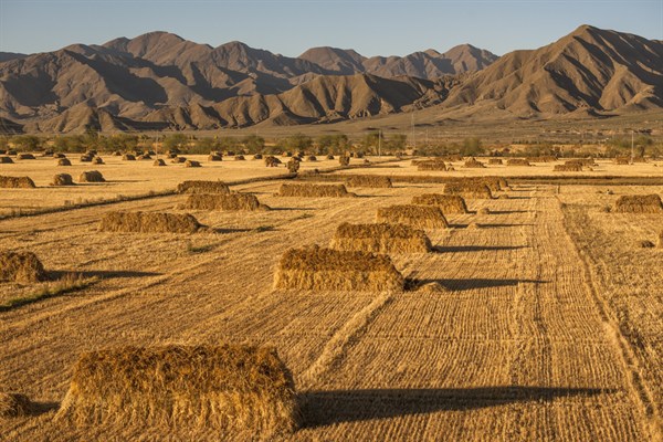 Wheat Field Shutterstock