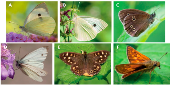 The six species of butterfly considered in the study