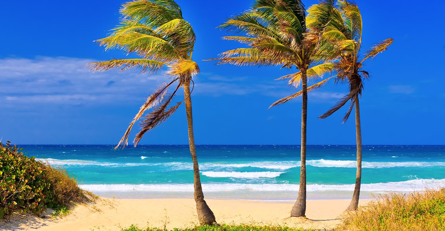 Trade winds blow palm trees on Cuban beach Varadero.