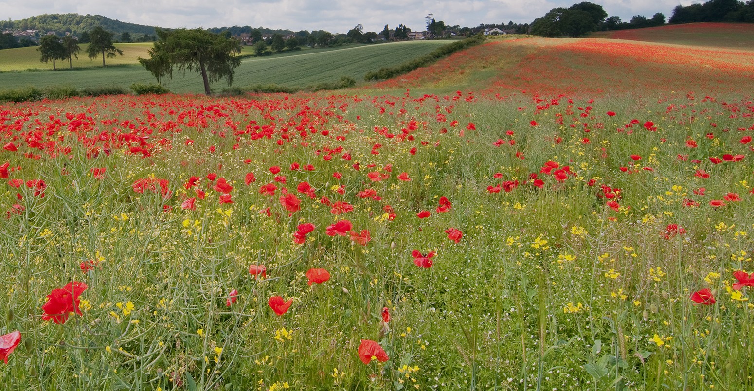 Poppy field landscape in English countryside with rolling hills