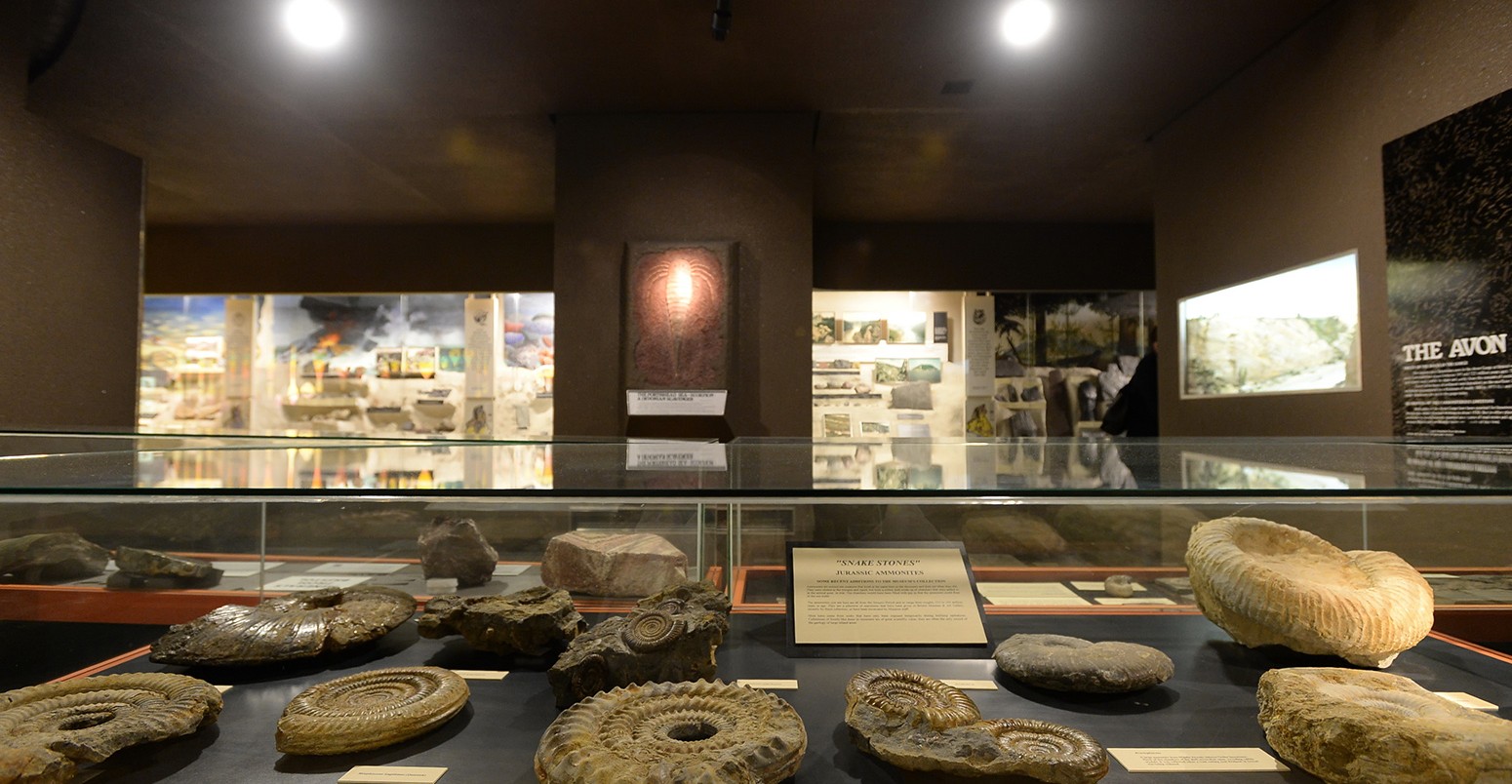 Jurrasic period fossils on display in Bristol Museum