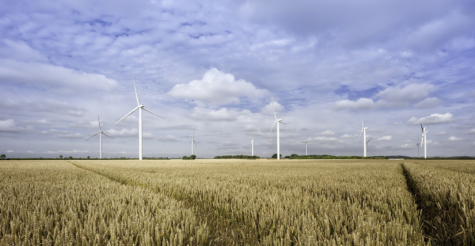 Wind turbines in a wheat field in Yorkshire