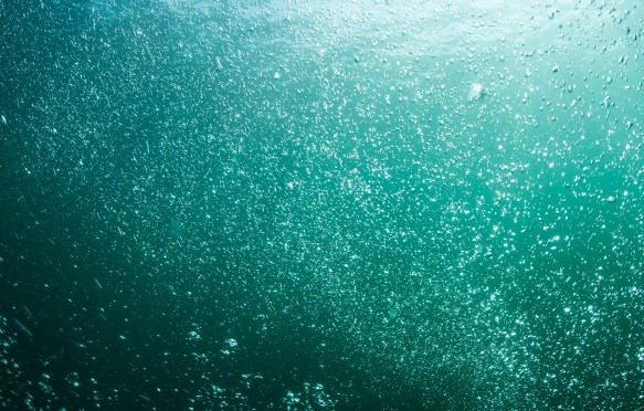 Underwater in the northern Atlantic Ocean.