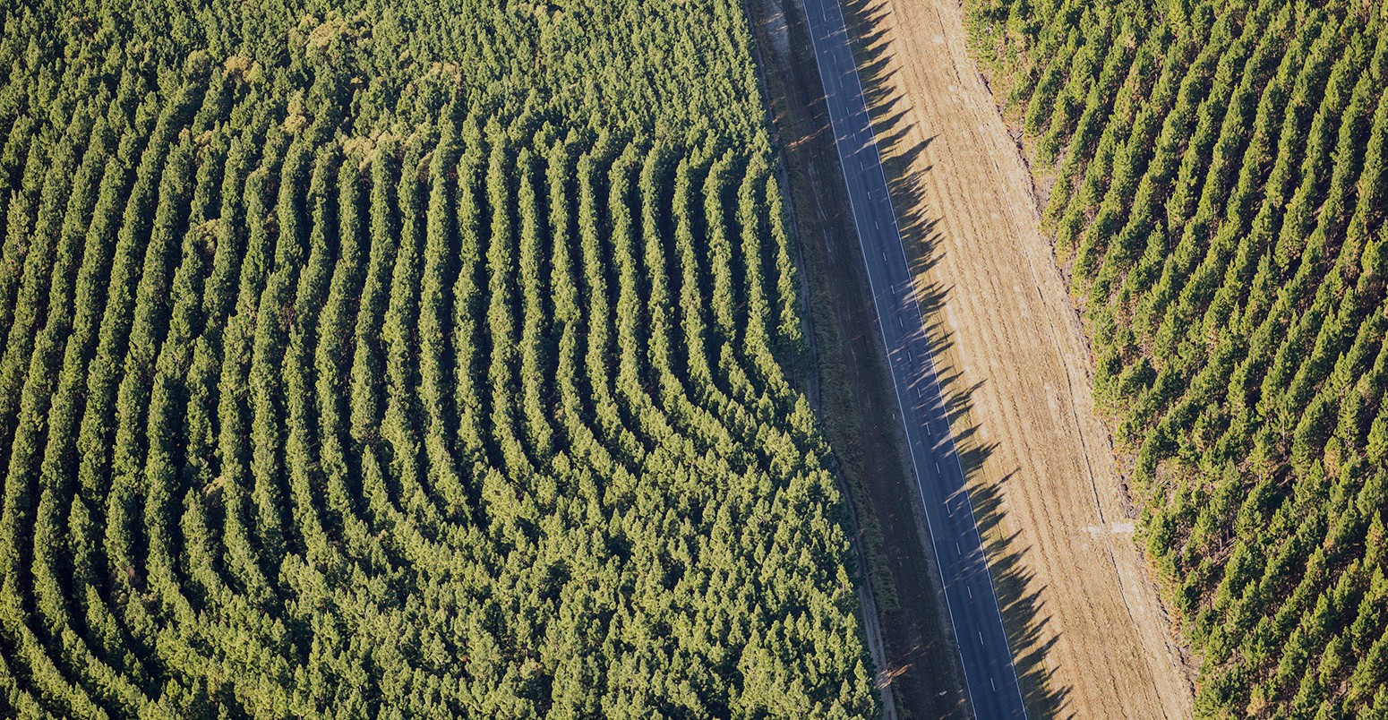 Aerial view of forestry plantations