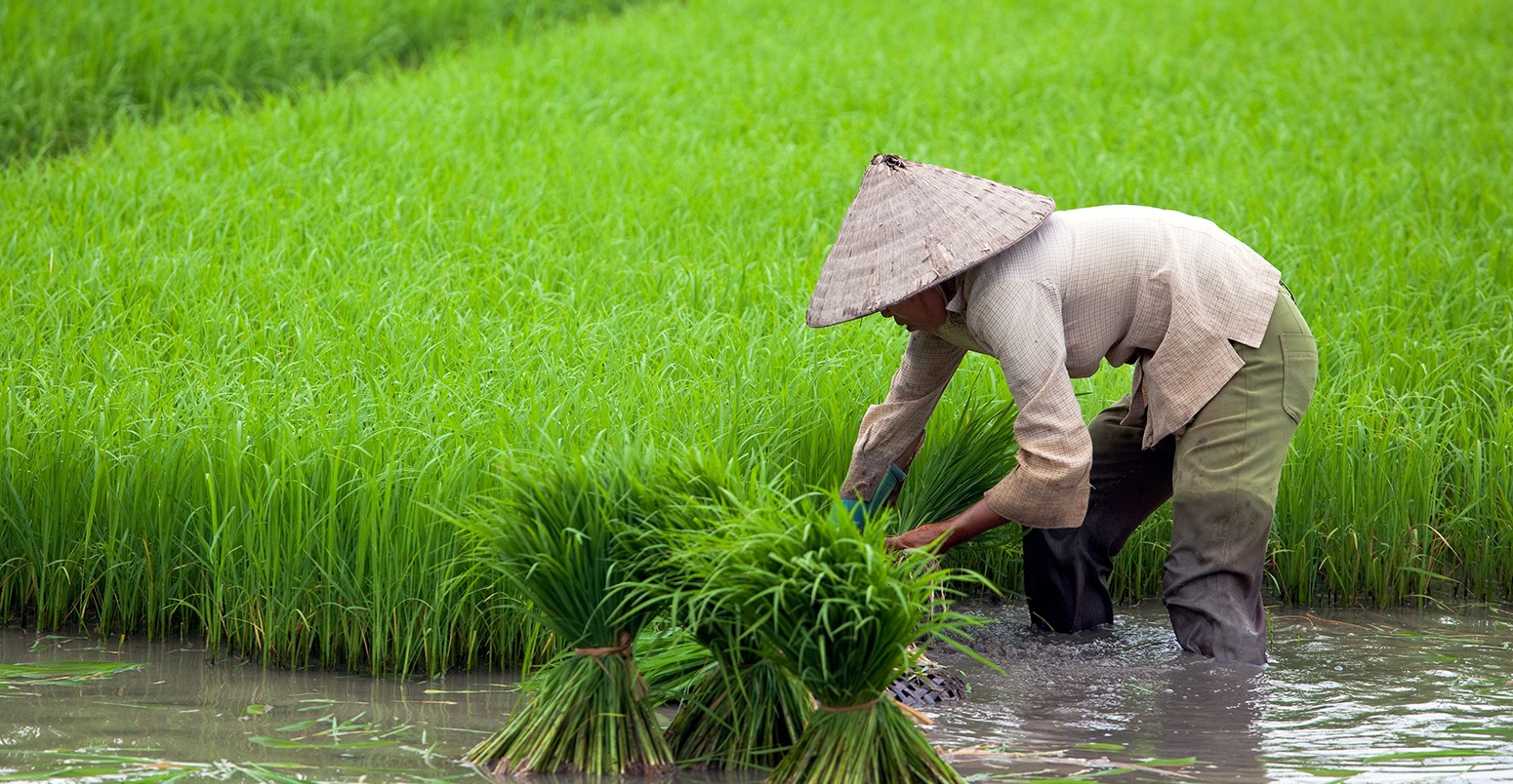 Rice paddy and farmer