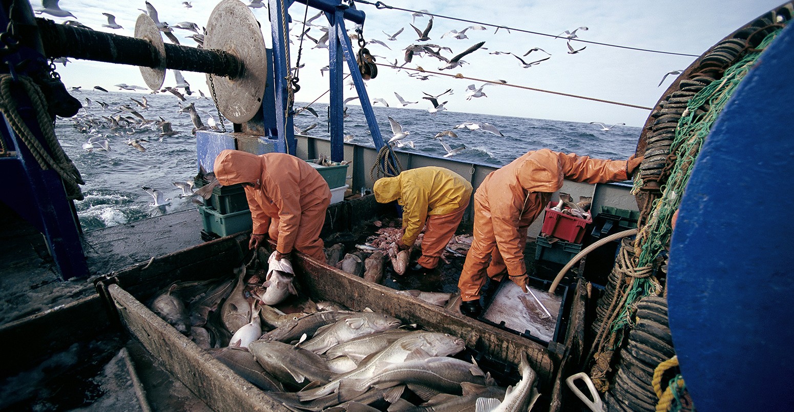 Fishermen Cleaning Atlantic Cod