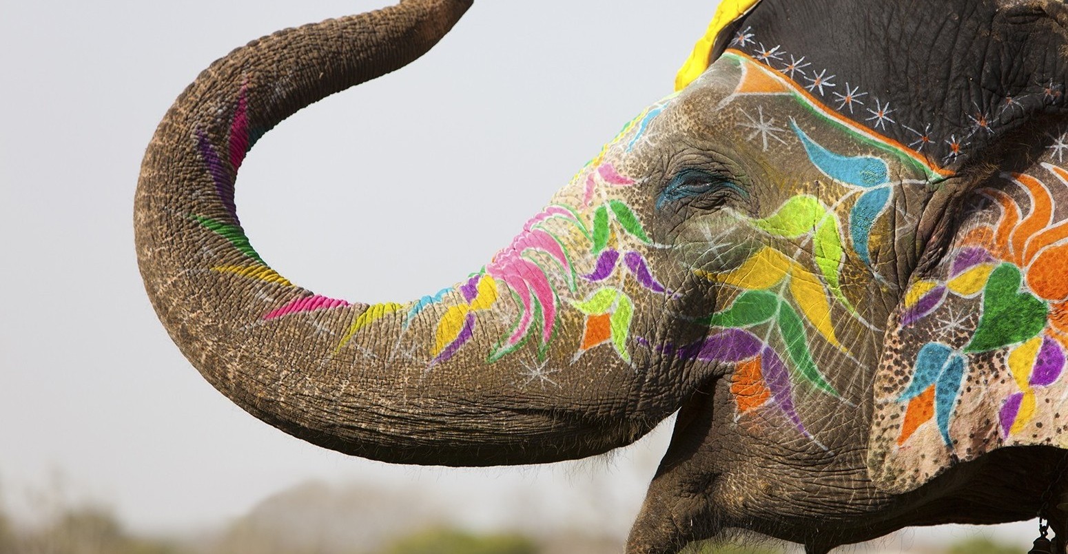 Decorated elephant at the annual elephant festival in Jaipur, India.