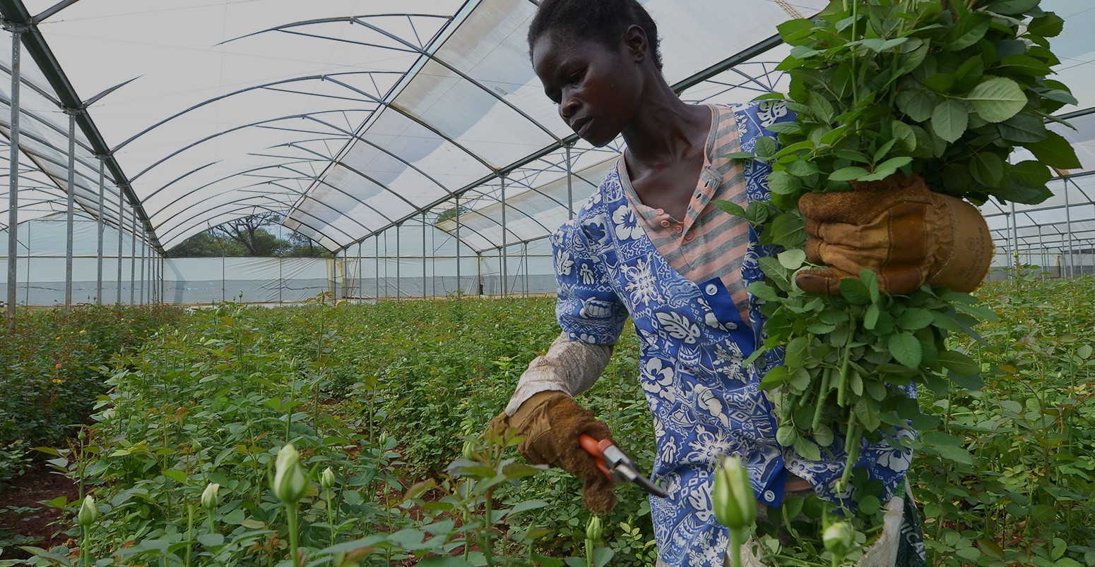 African women in the greenhouses select roses for export to Europe, which provide employment to 800 farmers, in Lusaka Zambia