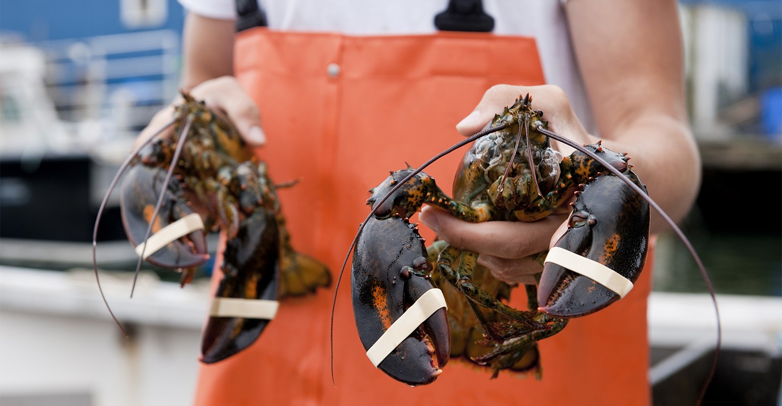Man showing lobster, Portland, Maine, USA