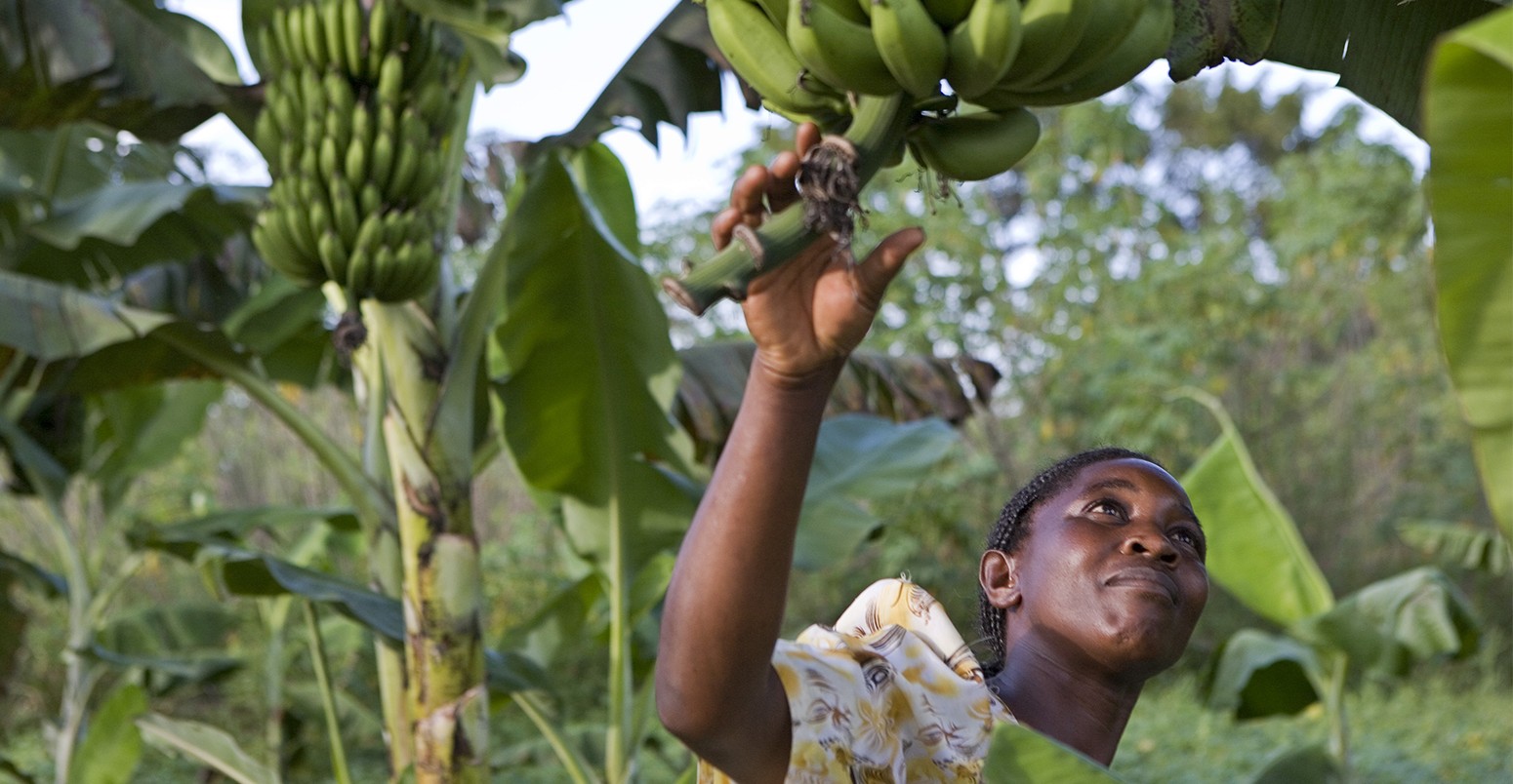 Uganda - Organic farming - Farmer checking Matoke crop