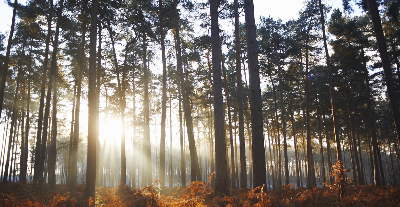 Sunlight through winter forest in Surrey, England