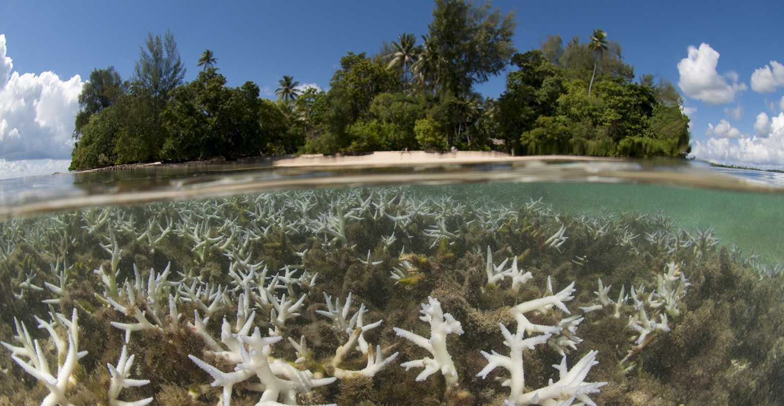 Shallow bleaching corals, split level with the island, Lissenung, New Ireland, Papua New Guinea,