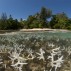 浅漂白珊瑚，与岛，利森农，新爱尔兰，巴布亚新几内亚的分裂水平，