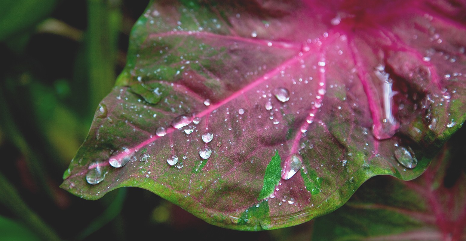 Raindrops on leaf, Oahu, Hawaii, USA