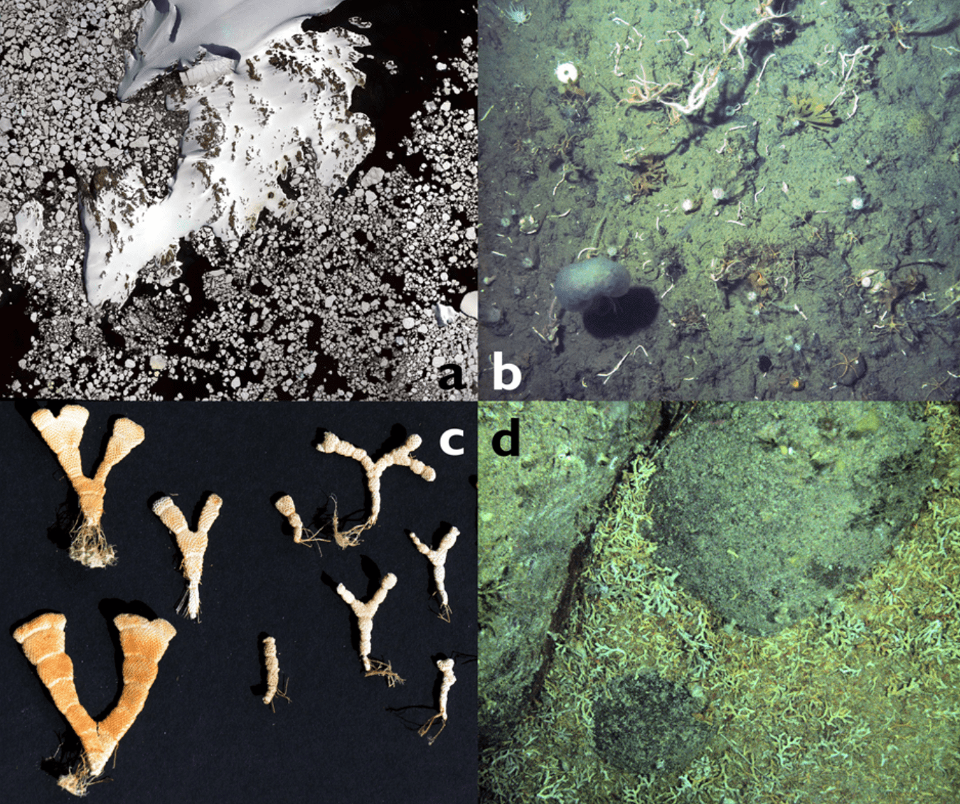 a) Satellite image showing fast disintegration of sea ice over a polar continental shelf; b) Zoobenthos on an Antarctic continental shelf; c) Examples of sea mosses (specimens on the left are from an open-water location and hence have had more plankton to feed on); and d) Dead bryozoan and other benthic skeletons covering the seabed, most likely to be buried, sequestering their blue carbon in the seabed. Credit: BAS