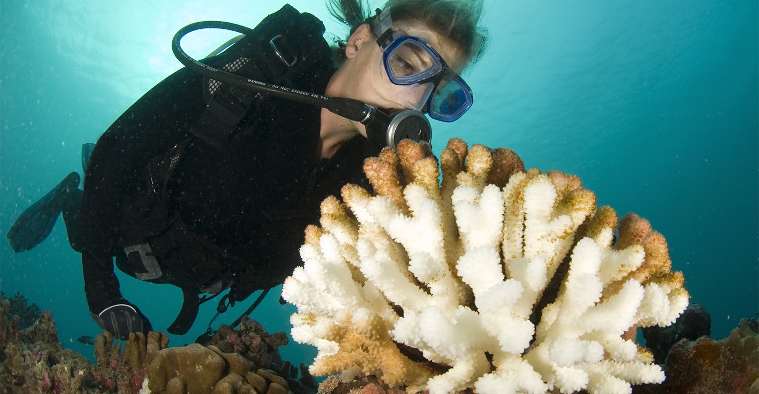 Scuba diver scrutinizes a bleached wart coral that is a consequence of global warming