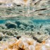 Stones and seaweed underwater, Europe