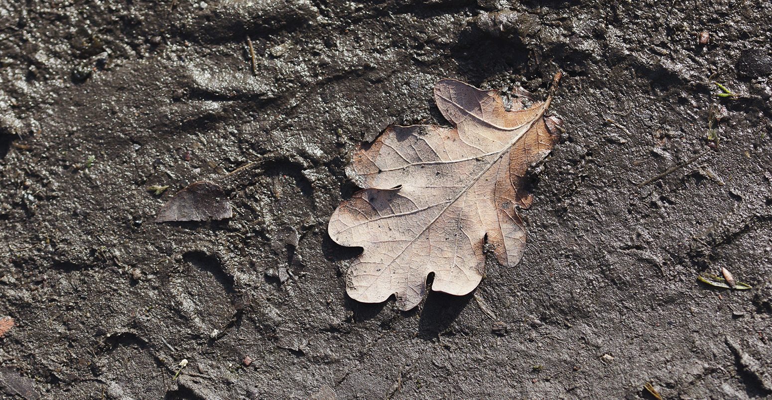 Typical of wet country paths in winter, this one bears the imprint of recent passing traffic. A dead oak leaf has been blown onto the dark, sodden, muddy path, where its outline is highlighted.