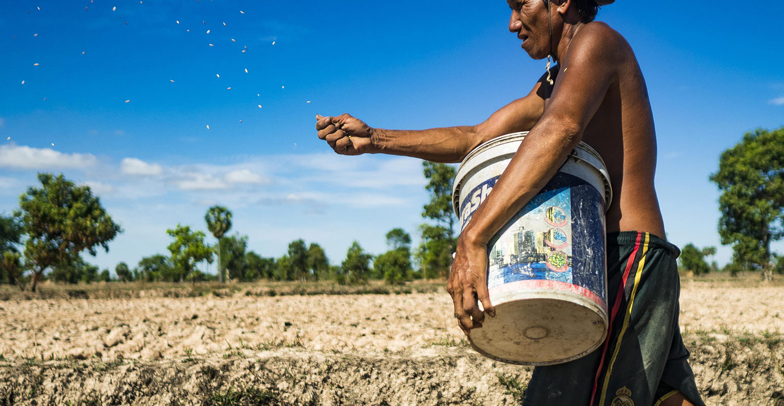 Prasat Bakong, Siem Reap, Cambodia. 2nd June, 2016. LERN, who has been farming all his life, plants rice in his fields near Seam Reap. Cambodia is in the second year of a record shattering drought, brought on by climate change and the El NiA±o weather pattern. Lern said this is driest he has ever seen his fields. He said he is planting because he has no choice but if they rainy season doesn't come, or if it's like last year's very short rainy season he will lose his crops.
