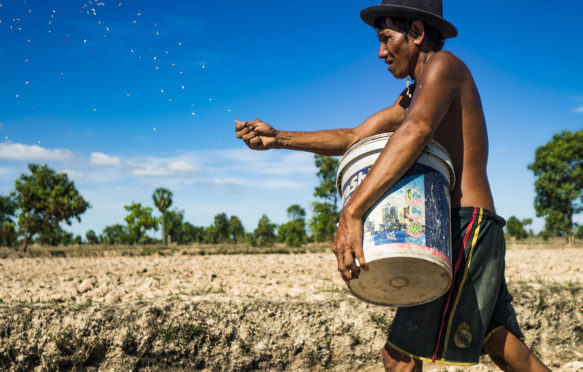 Prasat Bakong，Siem Reap，柬埔寨。2016年6月2日。勒恩（Lern）一生都在耕种，他在山口附近的田野里种米饭。柬埔寨正处于战创纪录的第二年，由气候变化和埃尔尼亚（El Nia）±O天气模式带来。勒恩说，这是他见过自己的田地的最干燥。他说他正在种植，因为他别无选择，但是如果他们下雨的季节不到来，或者如果像去年的雨季非常短的季节，他将失去农作物。