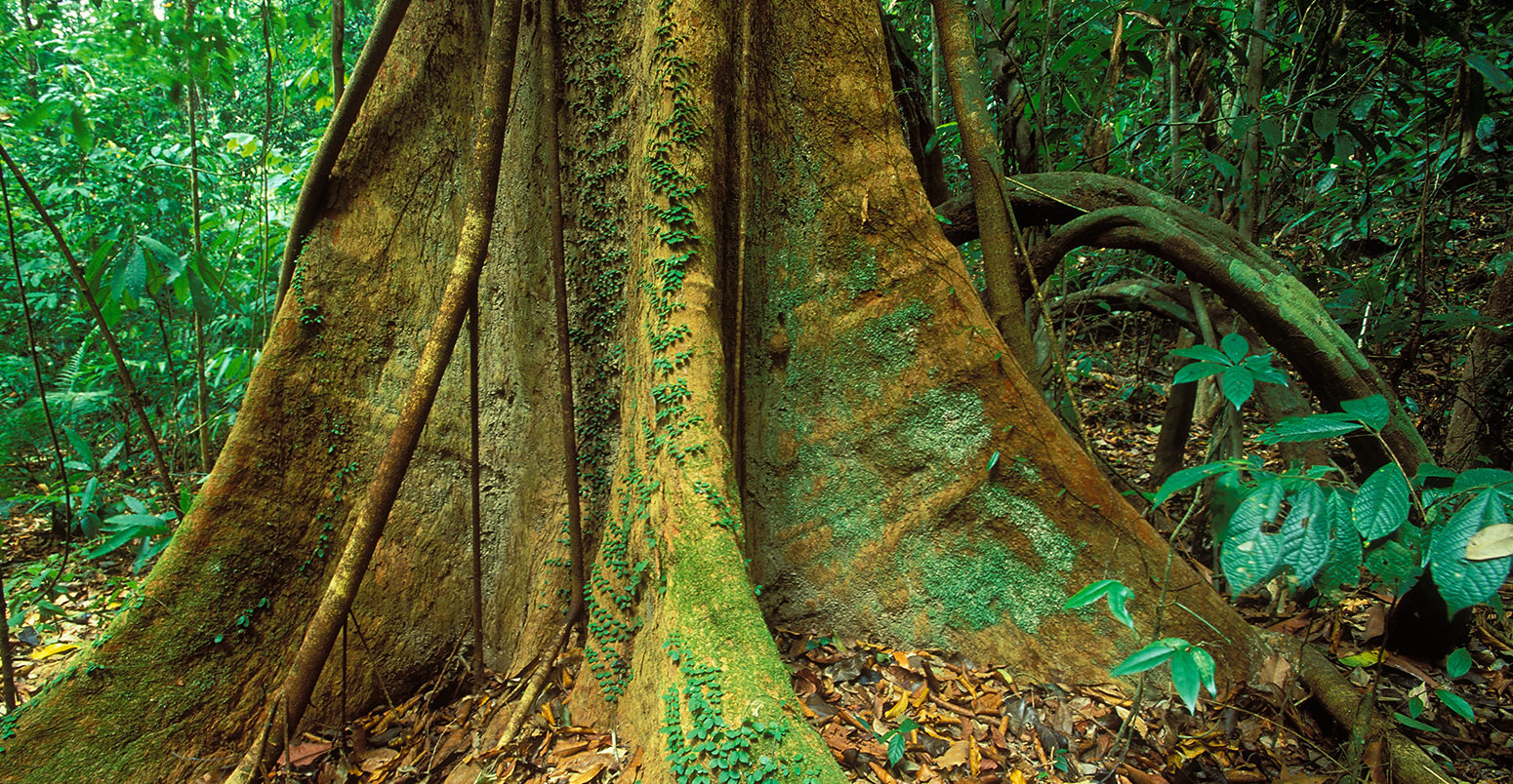 Primary rainforest Langkawi Malaysia