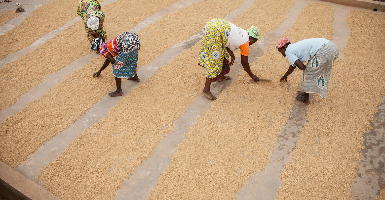 Rice is dried before being sold at a women's group processing center in Sourou Province, Burkina Faso.