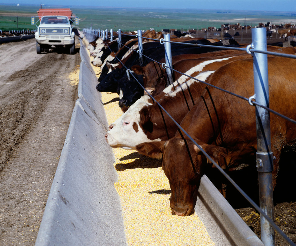 Cattle feeding on corn, Texas