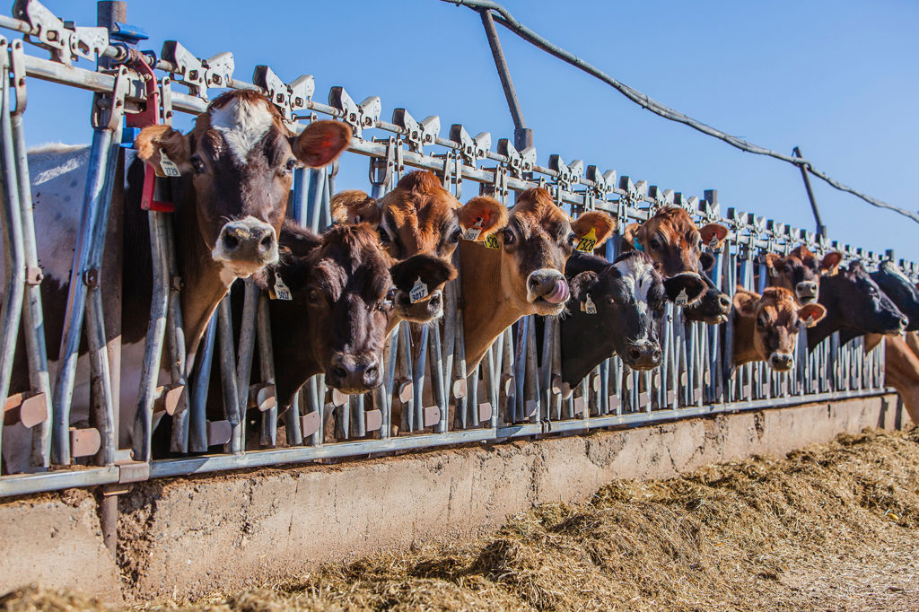D8TW1E Brown and black cattle eat hay through a metal constraint at a feedlot in central California, USA