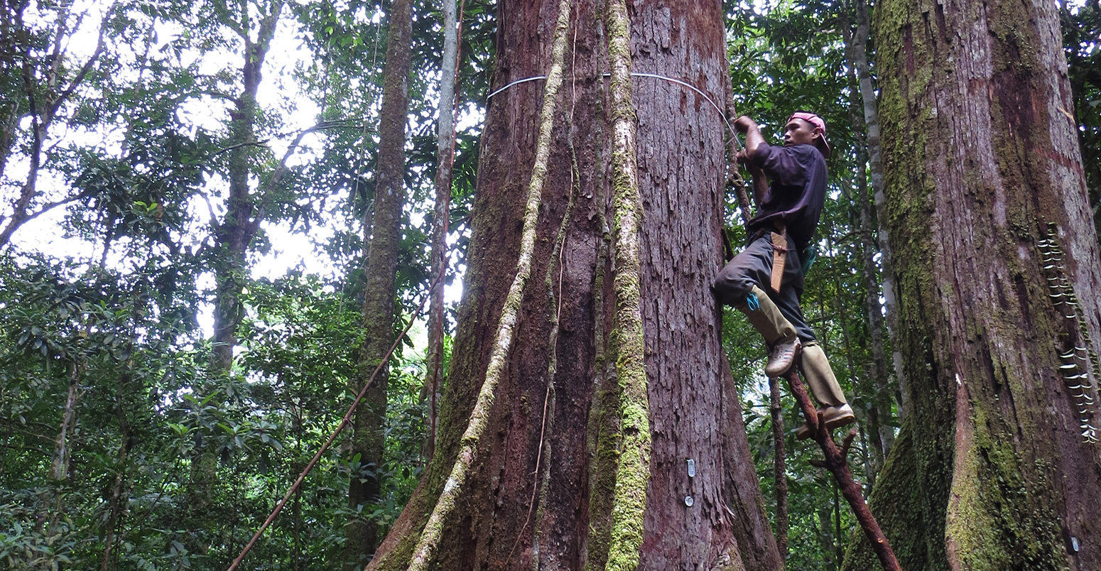 Measuring trees in Borneo.