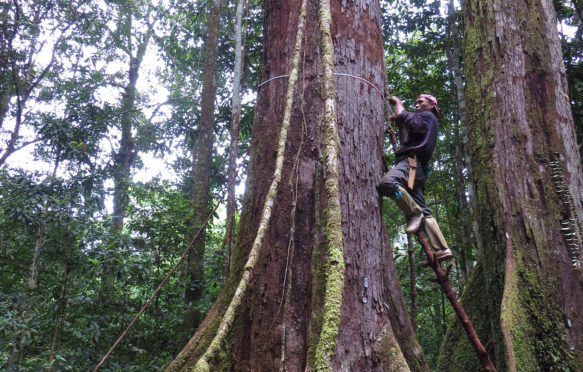 丈量婆罗洲的树木。