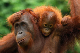 Borneo Orangutan (Pongo pygmaeus), female with baby after rain, Kalimantan, Borneo, Indonesia. Credit: Rolf Nussbaumer Photography/Alamy Stock Photo.