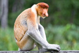 Proboscis monkey Borneo Malaysia.Credit: Fredrik Stenström/Alamy Stock Photo.
