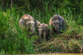 Family of Borneo Pygmy Elephants. Credit: Caroline Pang/Alamy Stock Photo.