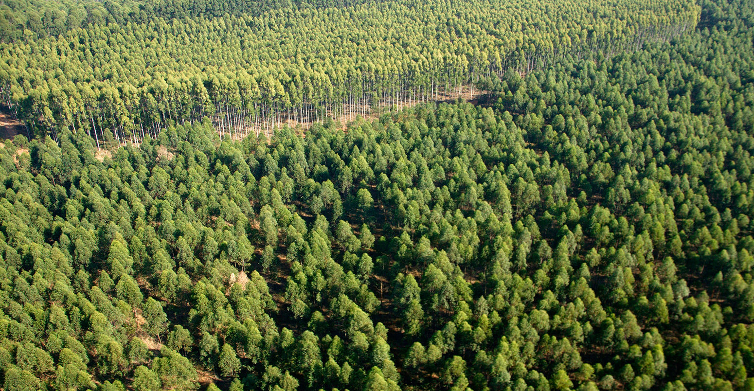A7PKYG Aerial view of eucalyptus grandis or saligna trees in a commercial forestry plantation in South Africa Mpumalanga South Africa. Credit: AfriPics.com / Alamy Stock Photo