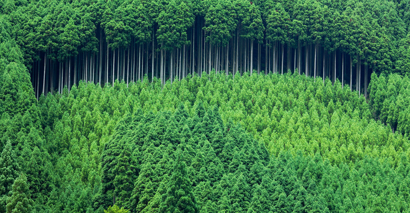C5GNX4 Kitayama Japan cedar, afforestation, forestry, Kitayama, Kyoto, Kyoto, Kinki, Japan